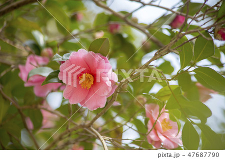 山茶花 47687790