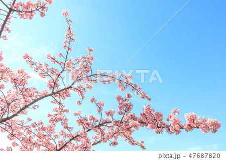 青空と河津桜 青空と河津桜 47687820