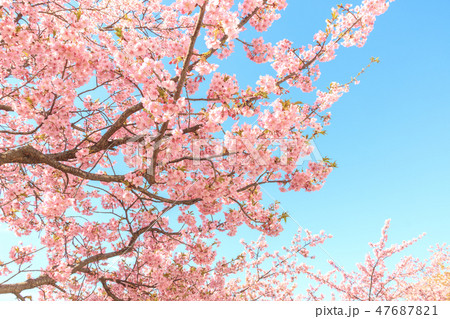 青空と河津桜 青空と河津桜 47687821