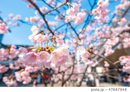 埼玉県　川口駅東口駅前の安行桜　キュポ・ラ広場 47687948