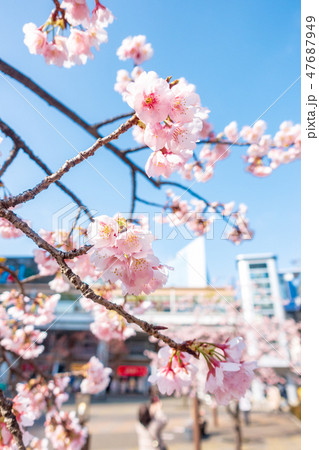 埼玉県 川口駅東口駅前の安行桜 キュポ・ラ広場 埼玉県 川口駅東口駅前の安行桜 キュポ・ラ広場 47687949