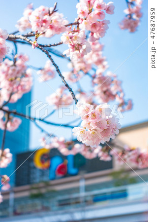 埼玉県 川口駅東口駅前の安行桜 キュポ・ラ広場 埼玉県 川口駅東口駅前の安行桜 キュポ・ラ広場 47687959