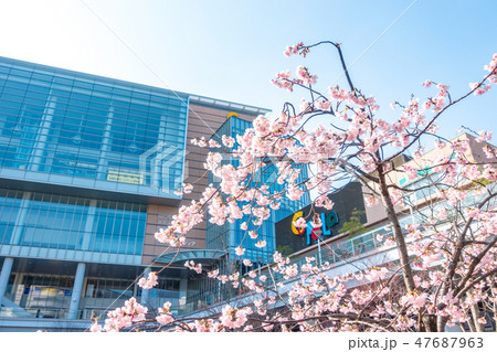 埼玉県　川口駅東口駅前の安行桜　キュポ・ラ広場 47687963