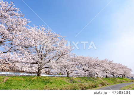 春　見沼田んぼの桜並木　日本一の桜回廊 47688181
