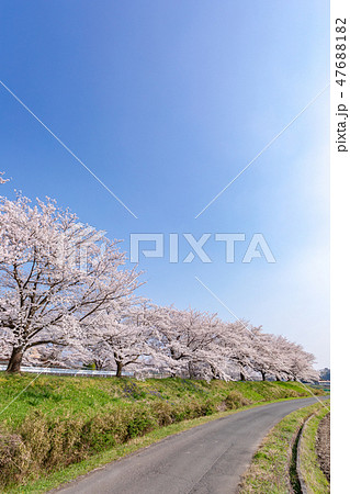 春　見沼田んぼの桜並木　日本一の桜回廊 47688182