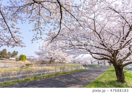 春　見沼田んぼの桜並木　日本一の桜回廊 47688183