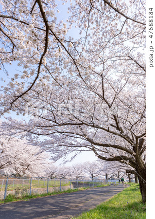 春　見沼田んぼの桜並木　日本一の桜回廊 47688184