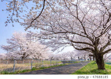 春 見沼田んぼの桜並木 日本一の桜回廊 春 見沼田んぼの桜並木 日本一の桜回廊 47688185