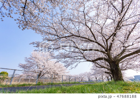 春 見沼田んぼの桜並木 日本一の桜回廊 春 見沼田んぼの桜並木 日本一の桜回廊 47688188