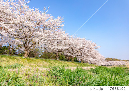 春　見沼田んぼの桜並木　日本一の桜回廊 47688192