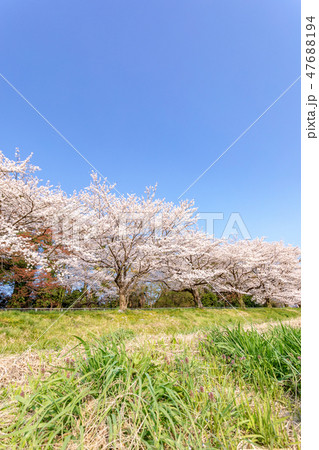 春 見沼田んぼの桜並木 日本一の桜回廊 春 見沼田んぼの桜並木 日本一の桜回廊 47688194