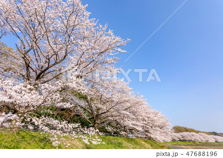 春　見沼田んぼの桜並木　日本一の桜回廊 47688196