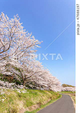 春　見沼田んぼの桜並木　日本一の桜回廊 47688197