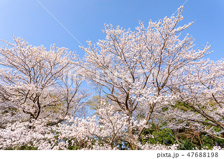 春　見沼田んぼの桜並木　日本一の桜回廊 47688198