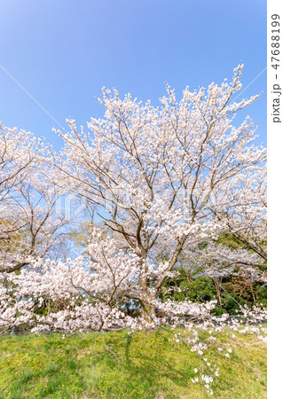 春 見沼田んぼの桜並木 日本一の桜回廊 春 見沼田んぼの桜並木 日本一の桜回廊 47688199
