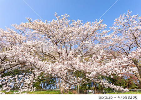 春 見沼田んぼの桜並木 日本一の桜回廊 春 見沼田んぼの桜並木 日本一の桜回廊 47688200