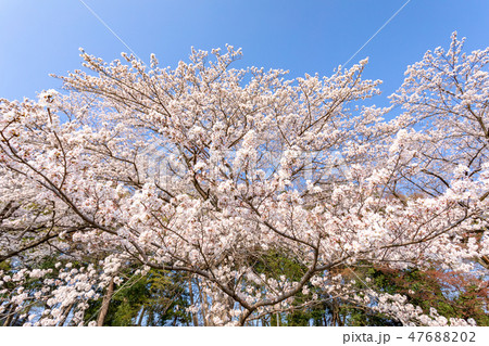 春　見沼田んぼの桜並木　日本一の桜回廊 47688202