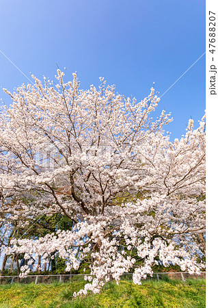 春　見沼田んぼの桜並木　日本一の桜回廊 47688207
