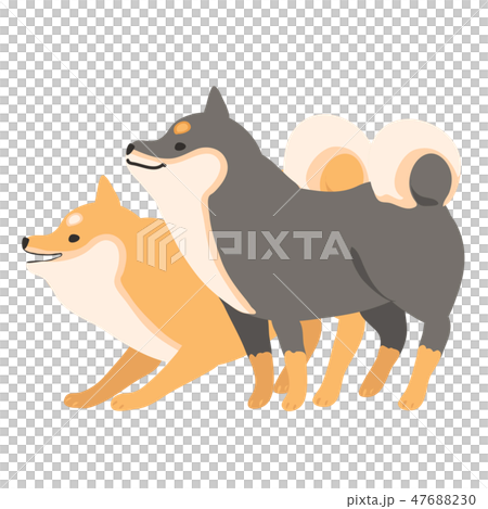 Shiba Inu狗Akaiba Kuroba構成面部側面 47688230