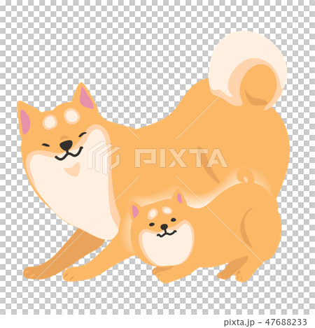 Shiba Inu Dog Parents pose facial landscape Shiba Inu Dog Parents pose facial landscape 47688233