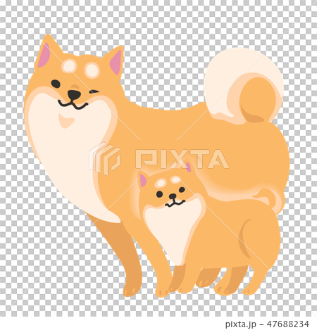 Shiba Inu狗父母擺在面部風景 47688234