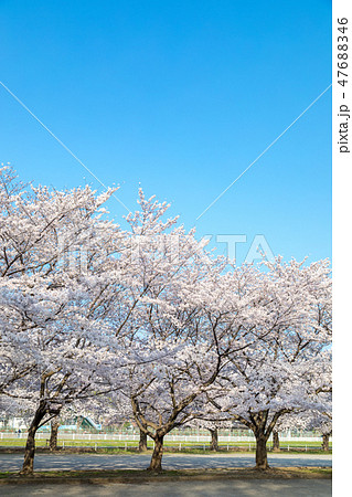 春 見沼田んぼの桜並木 日本一の桜回廊 春 見沼田んぼの桜並木 日本一の桜回廊 47688346