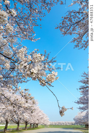 春　見沼田んぼの桜並木　日本一の桜回廊 47688351