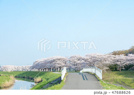 春　見沼田んぼの桜並木　日本一の桜回廊 47688626