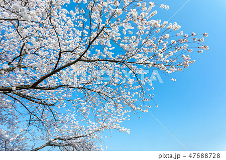 春　見沼田んぼの桜 47688728