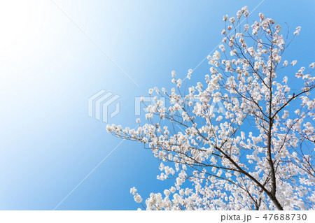 春　見沼田んぼの桜 47688730