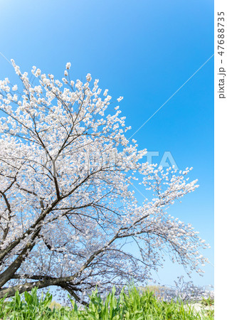春 見沼田んぼの桜 春 見沼田んぼの桜 47688735