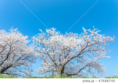 春　見沼田んぼの桜 47688740