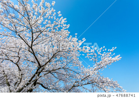 春　見沼田んぼの桜 47688741