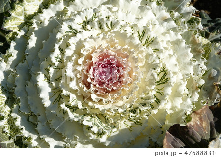 はぼたん　（葉牡丹） 47688831