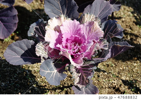 はぼたん　（葉牡丹） 47688832