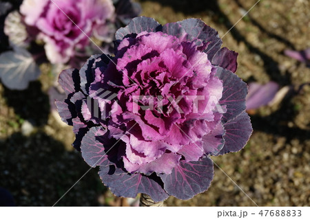 はぼたん　（葉牡丹） 47688833