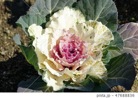 はぼたん　（葉牡丹） 47688836