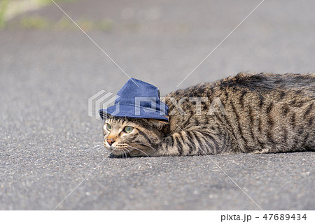 暑さにうなだれる猫 47689434