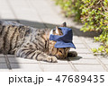 反省する猫 47689435