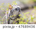 ある晴れた日の猫 47689436
