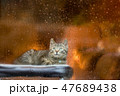 窓越しの猫 47689438