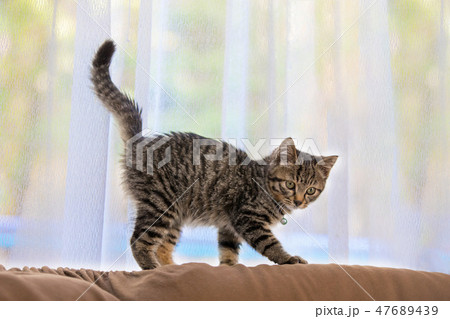 部屋の中の猫 47689439