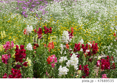 金魚草 花畑 金魚草 花畑 47689535