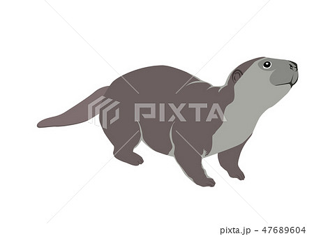 otter vector cartoon otter vector cartoon 47689604