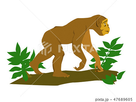 monkey in green tree 47689605