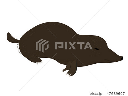 Mole animal cartoon character 47689607