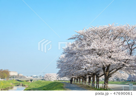 埼玉県　見沼田んぼの美しい桜並木　日本一の桜回廊 47690061