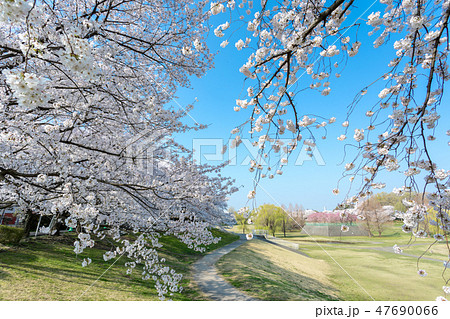 埼玉県　見沼田んぼの美しい桜並木　日本一の桜回廊 47690066