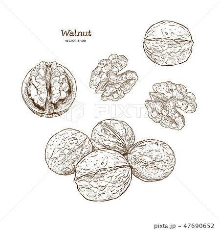 Walnut. Hand Drawn Vector & Photo (Free Trial) | Bigstock
