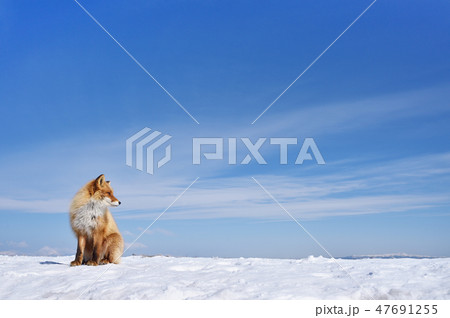 青い空と白い雪とキタキツネ（北海道） 47691255